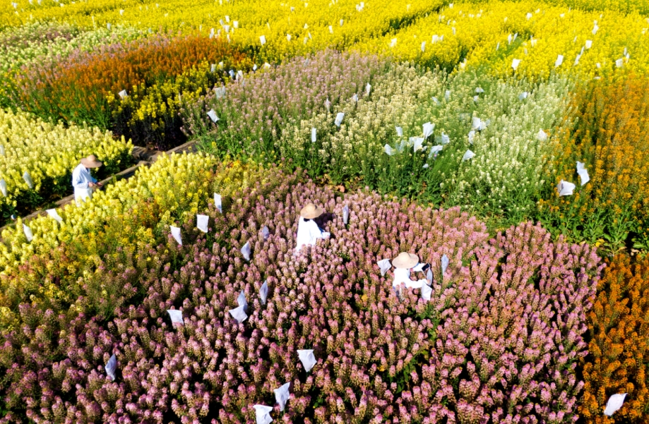 四川德阳：油菜试验田 人工授粉忙